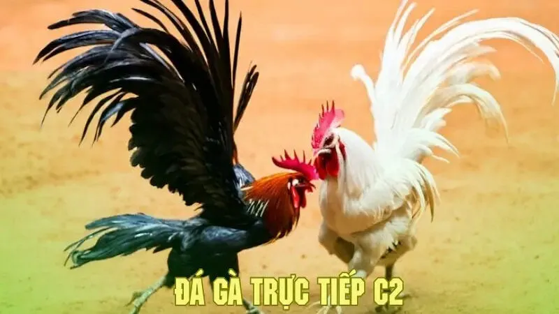 Làm thế nào để tham gia Đá Gà C2 SanClub?